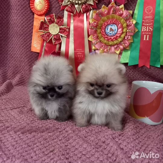 Померанский шпиц мини микро
