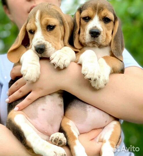Щенки бигль