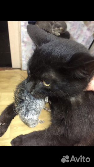 Кошки и коты в добрые руки