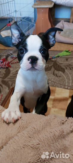 Щенки бостон терьер