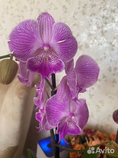 Орхидея фаленопсис