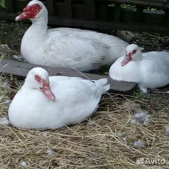 Белые мускусные шипуны