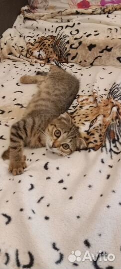 Отдам в добрые руки