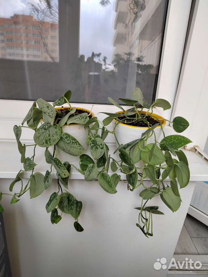 Сансевиерия / Сциндапсус Silver Ann