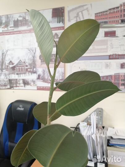 Фикус каучуконосный большой