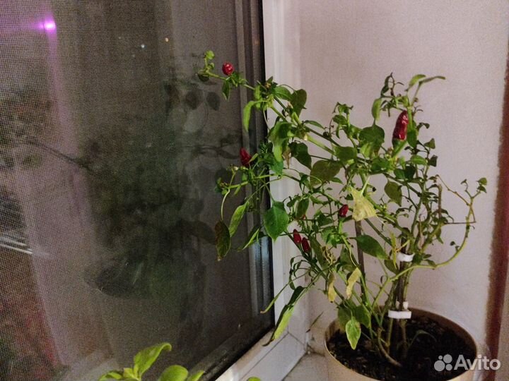 Обмен на растение