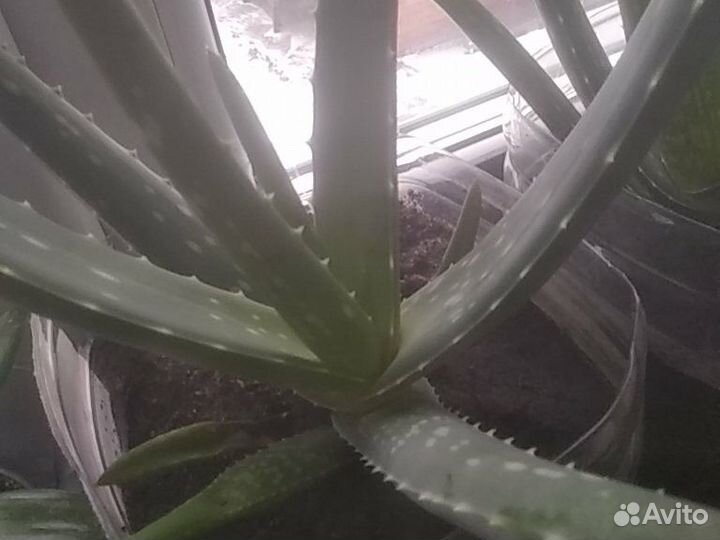 Алоэ Вера, толстянка