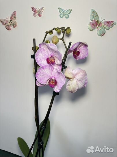 Орхидея фаленопсис