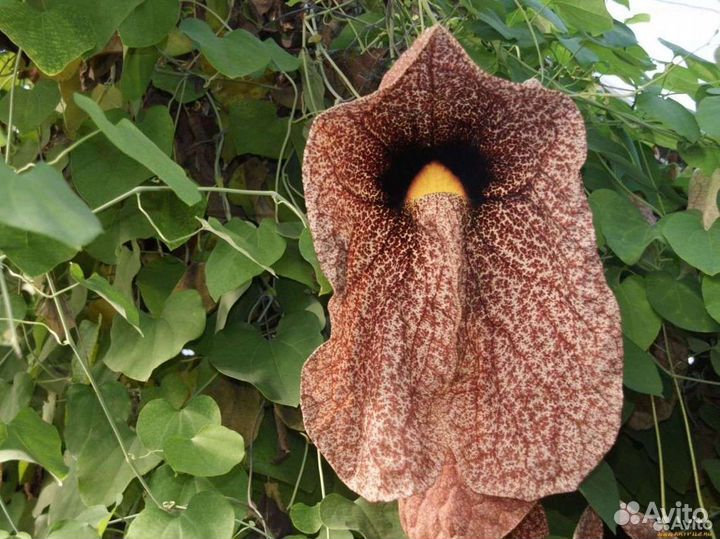 Аристолохия, взрлслое ростение