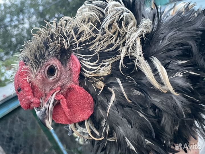 Молодые петухи