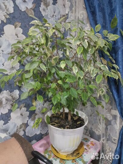 Фикус бенджамина