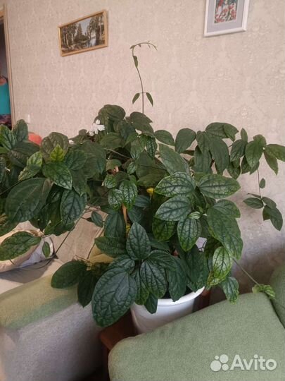 Клеродендрум взрослый