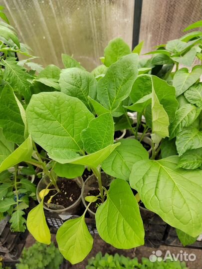 Рассада и кустарники