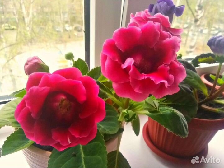 Глоксиния махровая Gregory Mendel