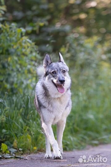Лайка в добрые руки