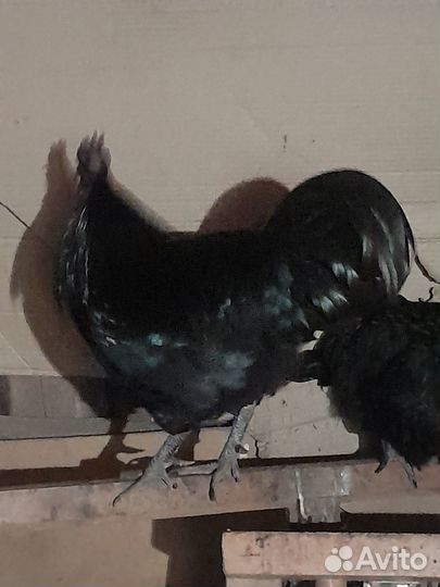 Петушки ухейелюй