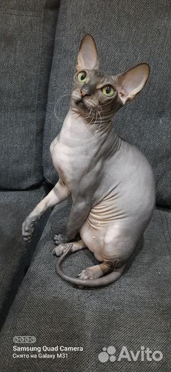 Вязка кошек