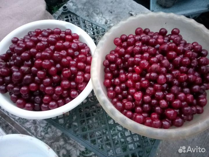 Продам вишню