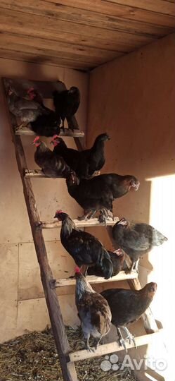 Петушки породы Маран и Сильверудд Блу