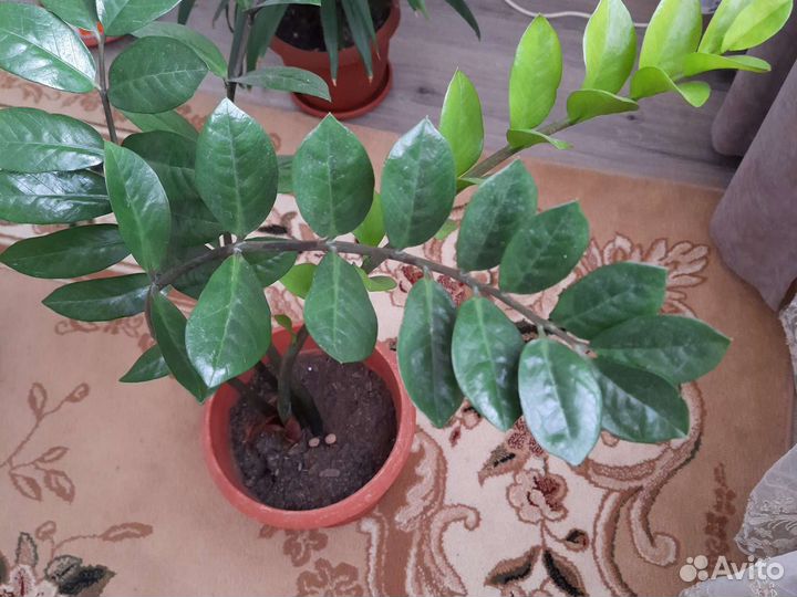 Комнатные растения