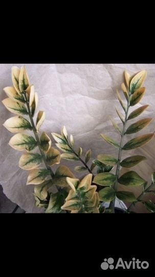 Замиокулькас Лаки Вайт