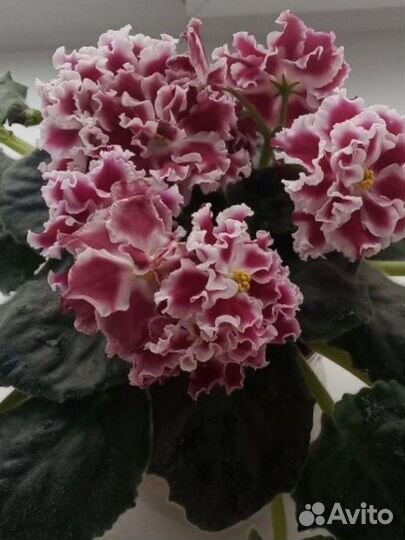 Сортовые фиалки