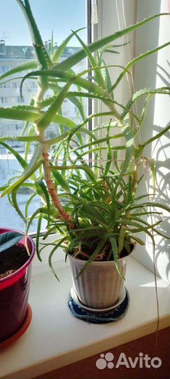 Комнатные цветы алоэ
