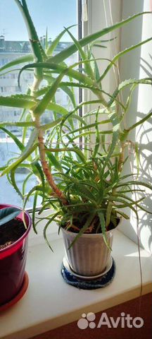 Комнатные цветы алоэ