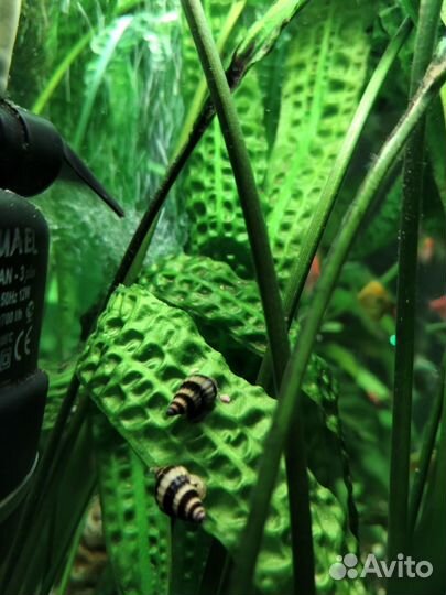 Улитки Хилены аквариумные