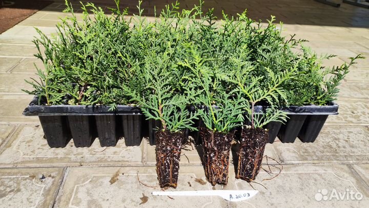 Туя в кассете 96