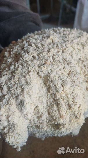 Мучка гороховая