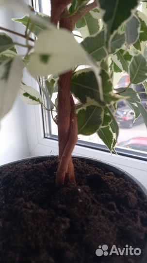 Фикус бенджамина плетеный