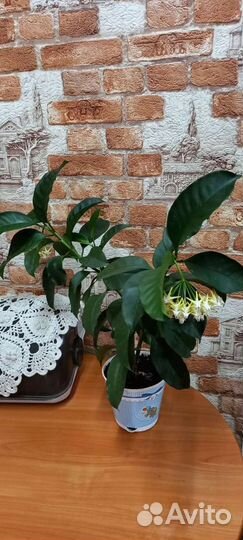 Хойя мультифлора