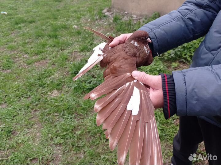 Николаевские голуби