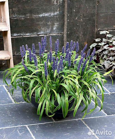 Многолетники лириопе и офиопогон