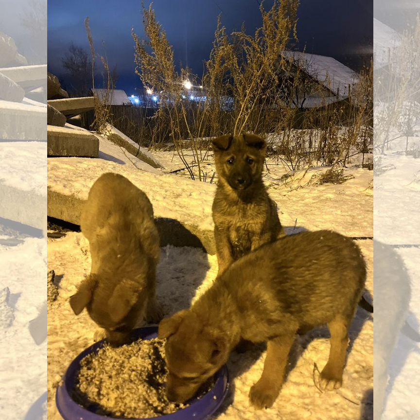 Щенки в добрые руки даром