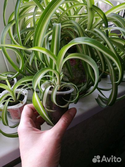 Хлорофитум кудрявый Бонни