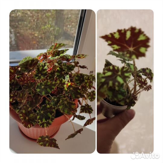 Шлюмбергера(декабрист), бегония, традесканция