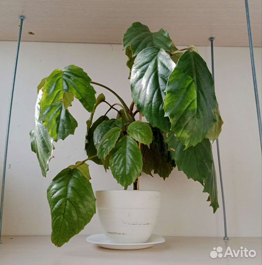 Тетрастигма — лиана