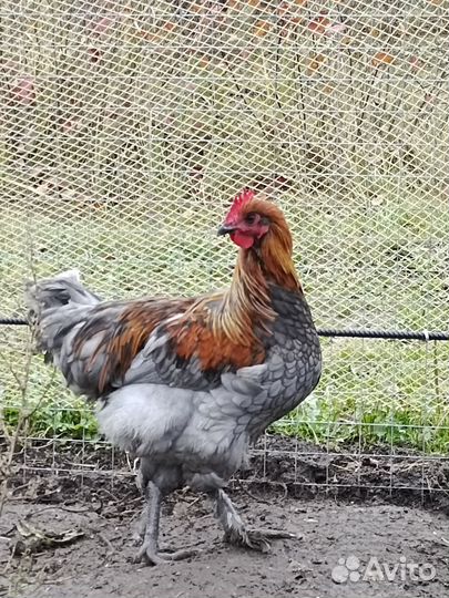 Молодые петушки