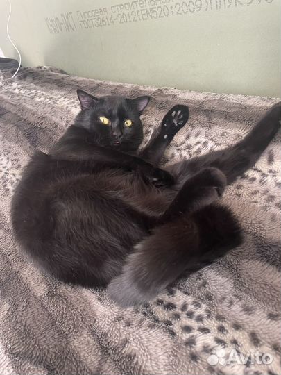 Отдам кота в добрые руки