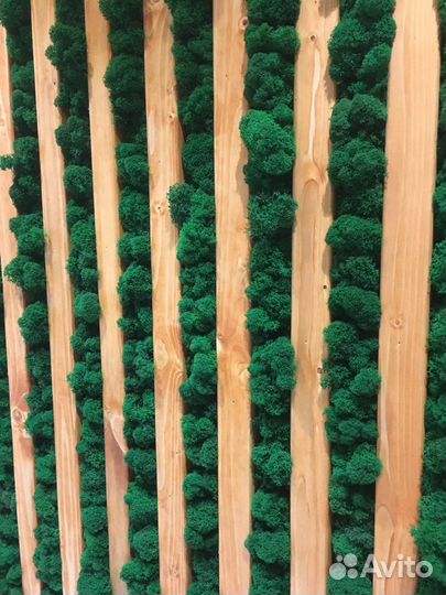 Озеленение мхом помещений, квартир, офисов