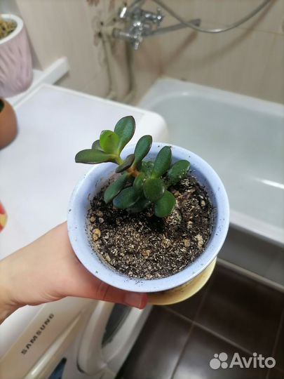 Крассула толстянка