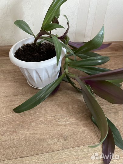 Комнатный цветок Рео (Ладья Моисея)