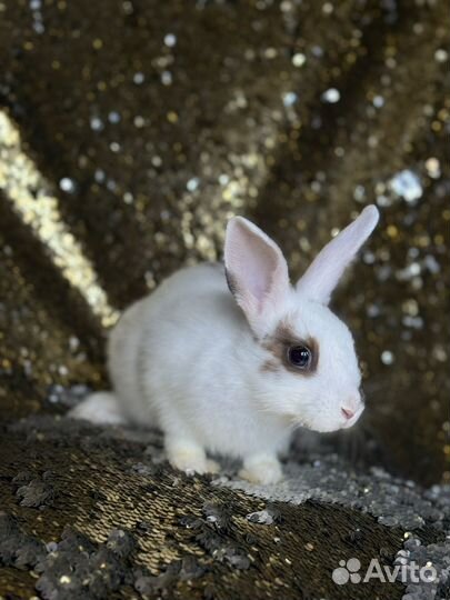 Кролики карликовые гермелин
