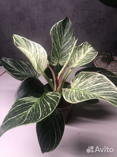 Филодендрон биркин вайт