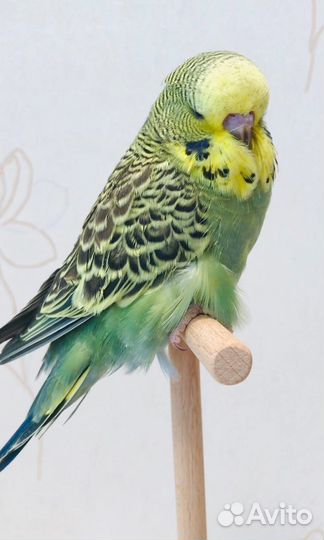 Выставочные волнистые попугаи