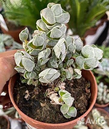 Кактусы и суккуленты
