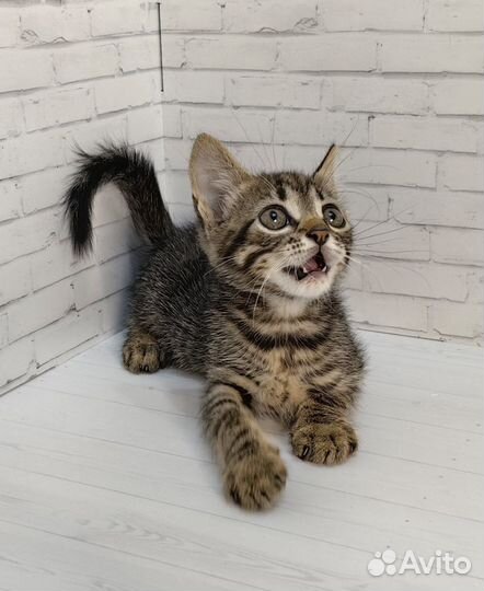 Тигровый котёнок в добрые руки