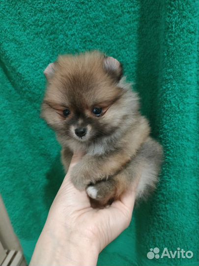 Истинные померанцы